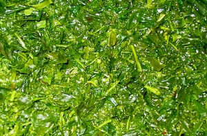 Sencha Tenkaichi Infusion